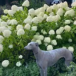 Bed and breakfast Maison De Sas